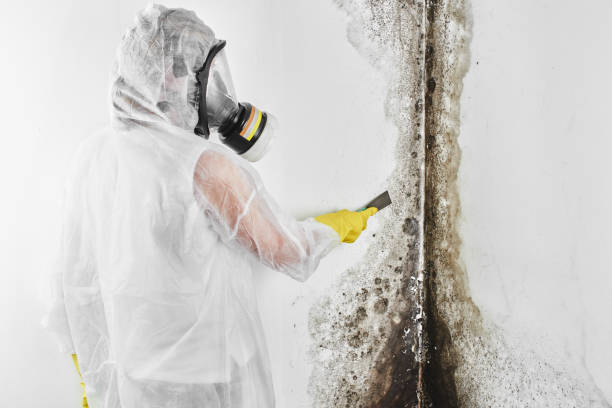 Best Mold Damage Repair  in Kings Park, VA