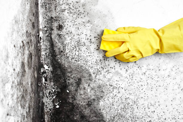 Best Affordable Mold Removal  in Kings Park, VA