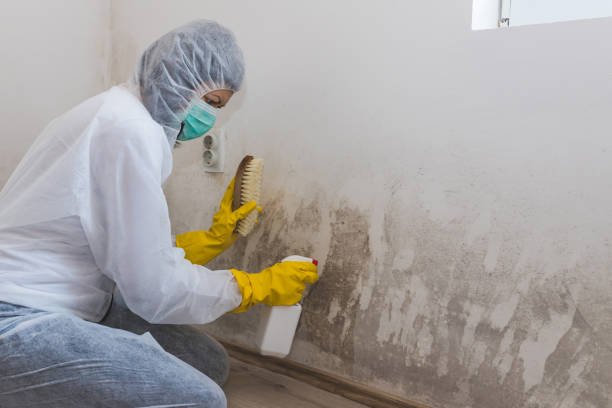 Best Mold Testing  in Kings Park, VA