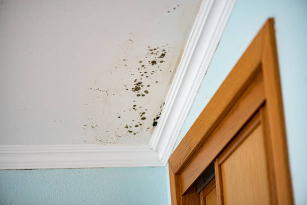 Best Water Damage Restoration  in Kings Park, VA