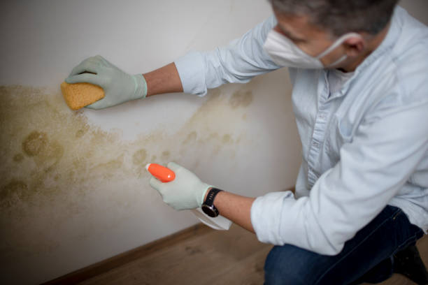 Mold Removal Process in Kings Park, VA