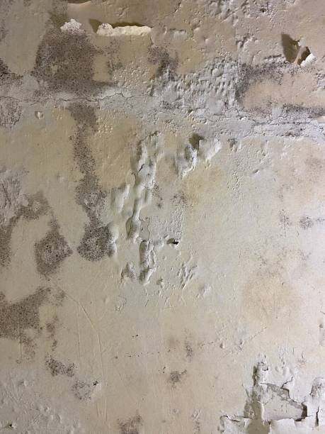 Best Attic Mold Removal  in Kings Park, VA