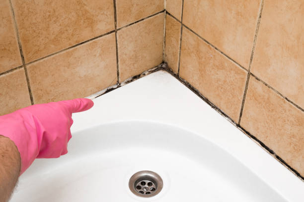 Mold Testing and Removal in Kings Park, VA