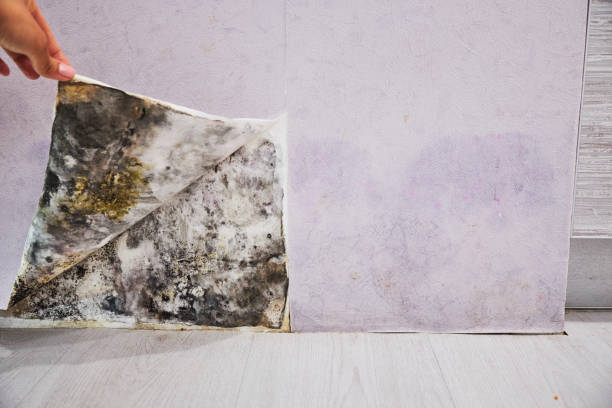 Best Black Mold Removal  in Kings Park, VA